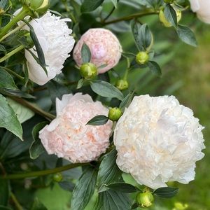 Meet your Posher, Amie